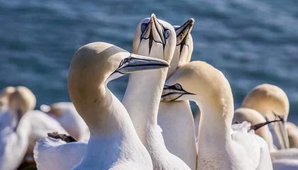 德甲之战，拜仁4-0完胜纽伦堡，穆勒进攻侧翼表现出色