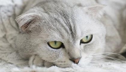 巴黎圣日耳曼3-3战平梅斯：内马尔与姆巴佩双双破门，激情四溢的法甲经典对决