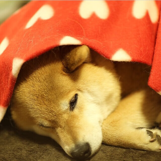 Dota 2 战队换帅带来新活力,dota2战队选手名单