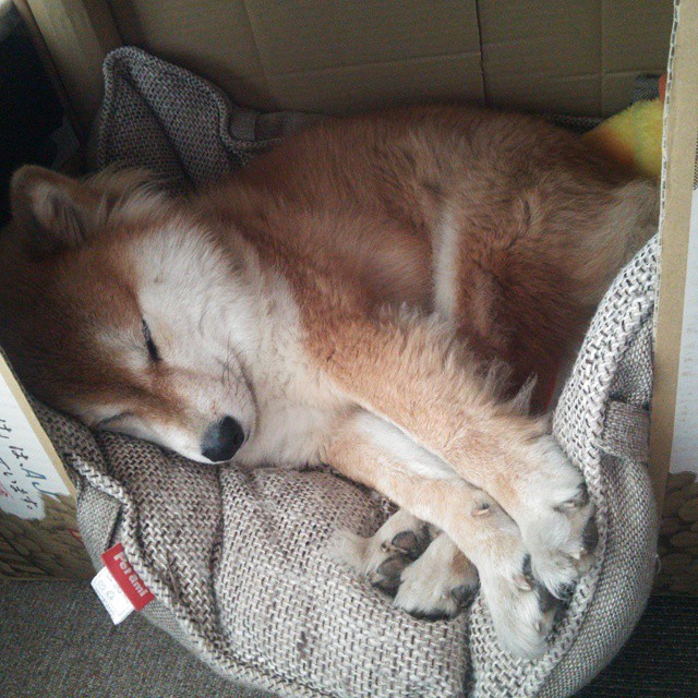 Dota 2 战队教练团队加强战术布置，dota2教练位