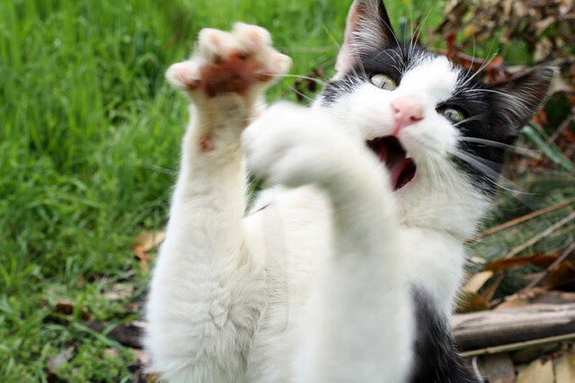 “青少年足球训练系统全面升级，注重身体素质与战术培养”，青少年足球信息管理系统