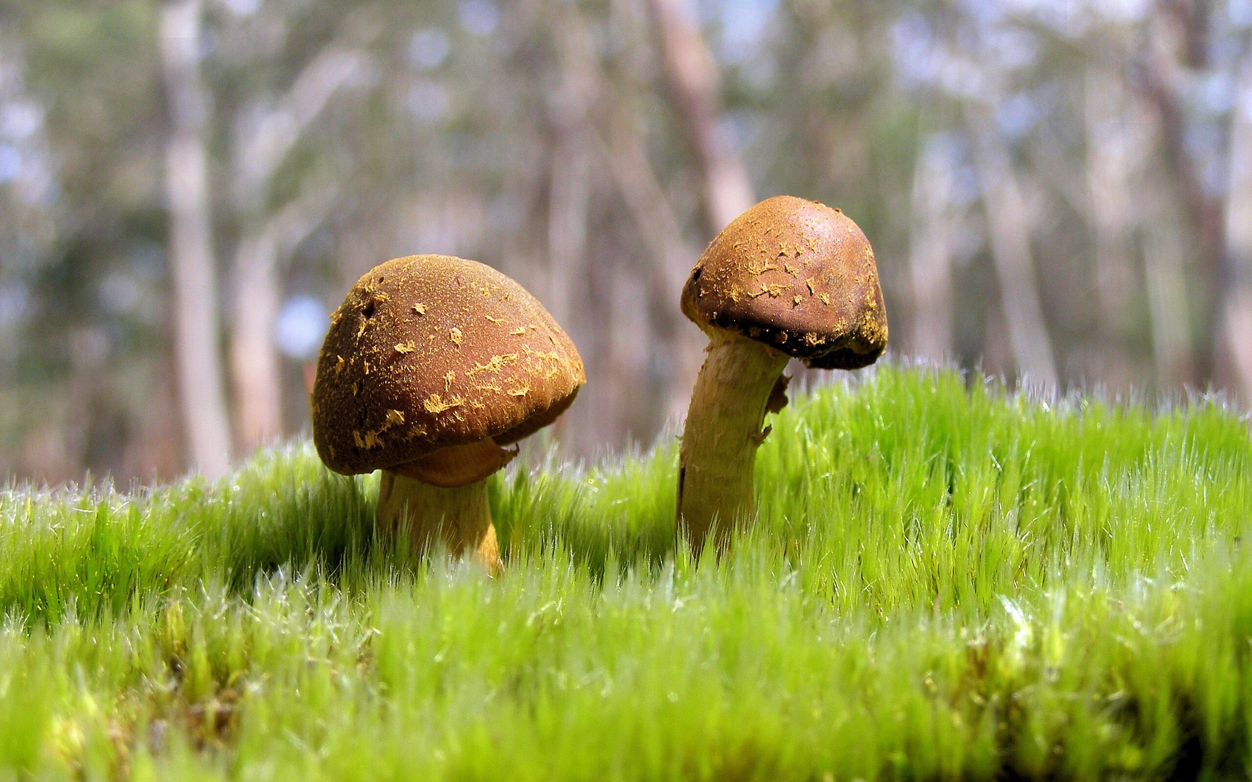 未来联盟：引入AI战术分析，球队“智慧”提升！，未来联盟第一人