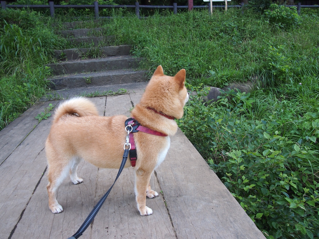 海滩排球明星挑战赛，海浪中的激情角逐，海滩打排球