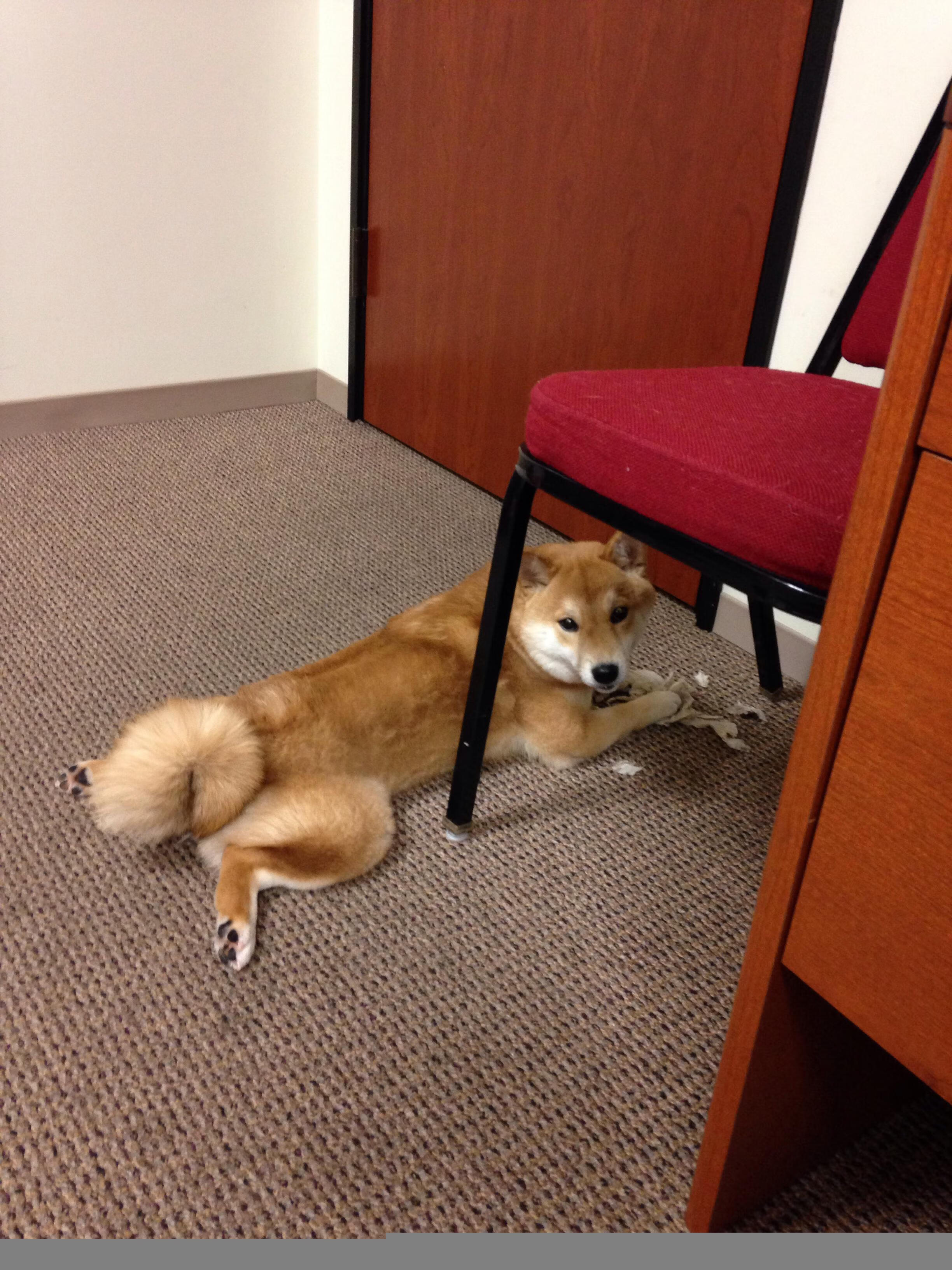 海耶斯执教首赛季即带领美国女足问鼎奥运，海耶vs