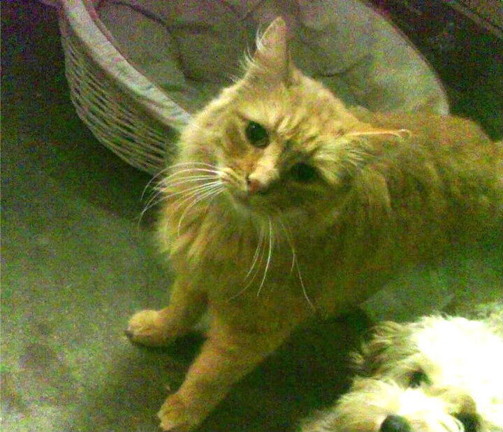 青训实验项目验证成功，为全国推广提供坚实基础，青训课是什么意思