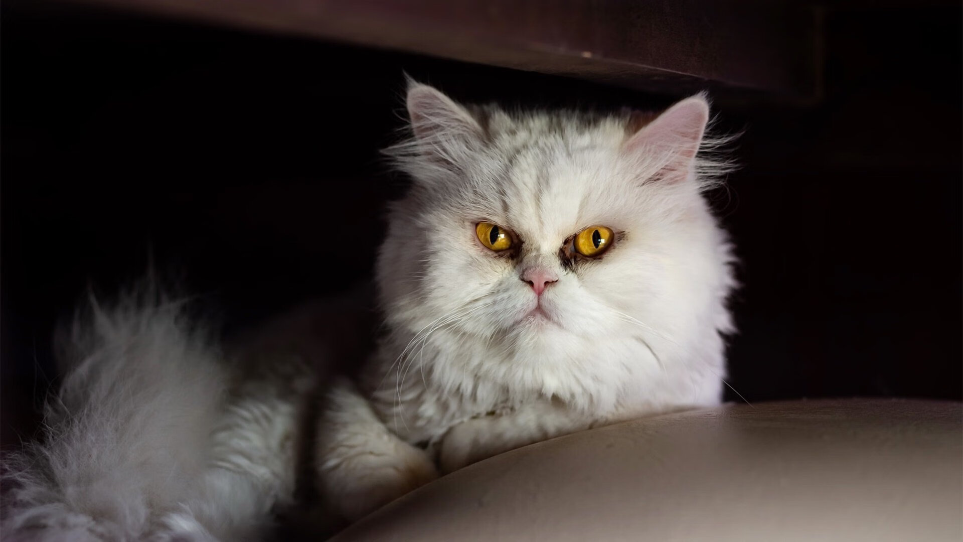 摩洛哥马术协会建立马匹基因数据库,促进马匹选育与训练。,摩洛哥的马