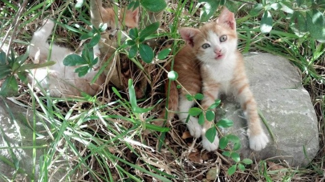 火箭以微弱优势险胜鹈鹕，惊险卫冕，火箭与鹈鹕的比赛录像