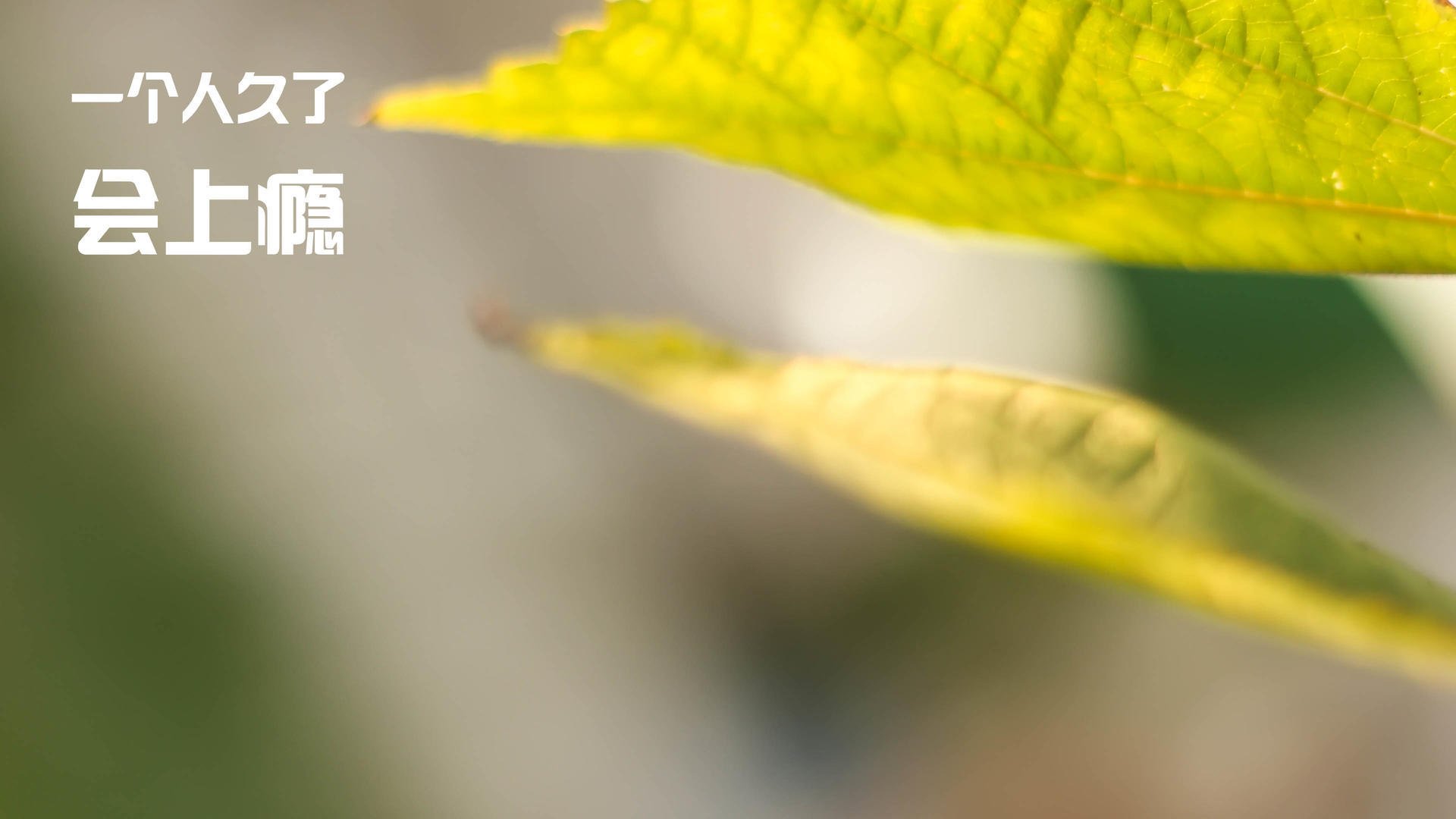 火箭以微弱优势险胜鹈鹕,惊险卫冕,火箭鹈鹕比赛集锦