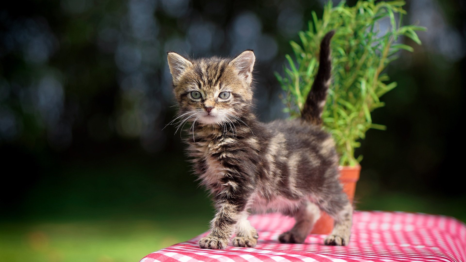 火箭以微弱优势险胜鹈鹕,惊险卫冕,火箭鹈鹕比赛集锦