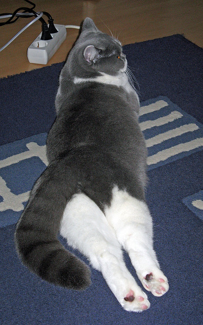 石家庄永昌客场不敌，积分榜排名持续低迷，石家庄永昌fc吧