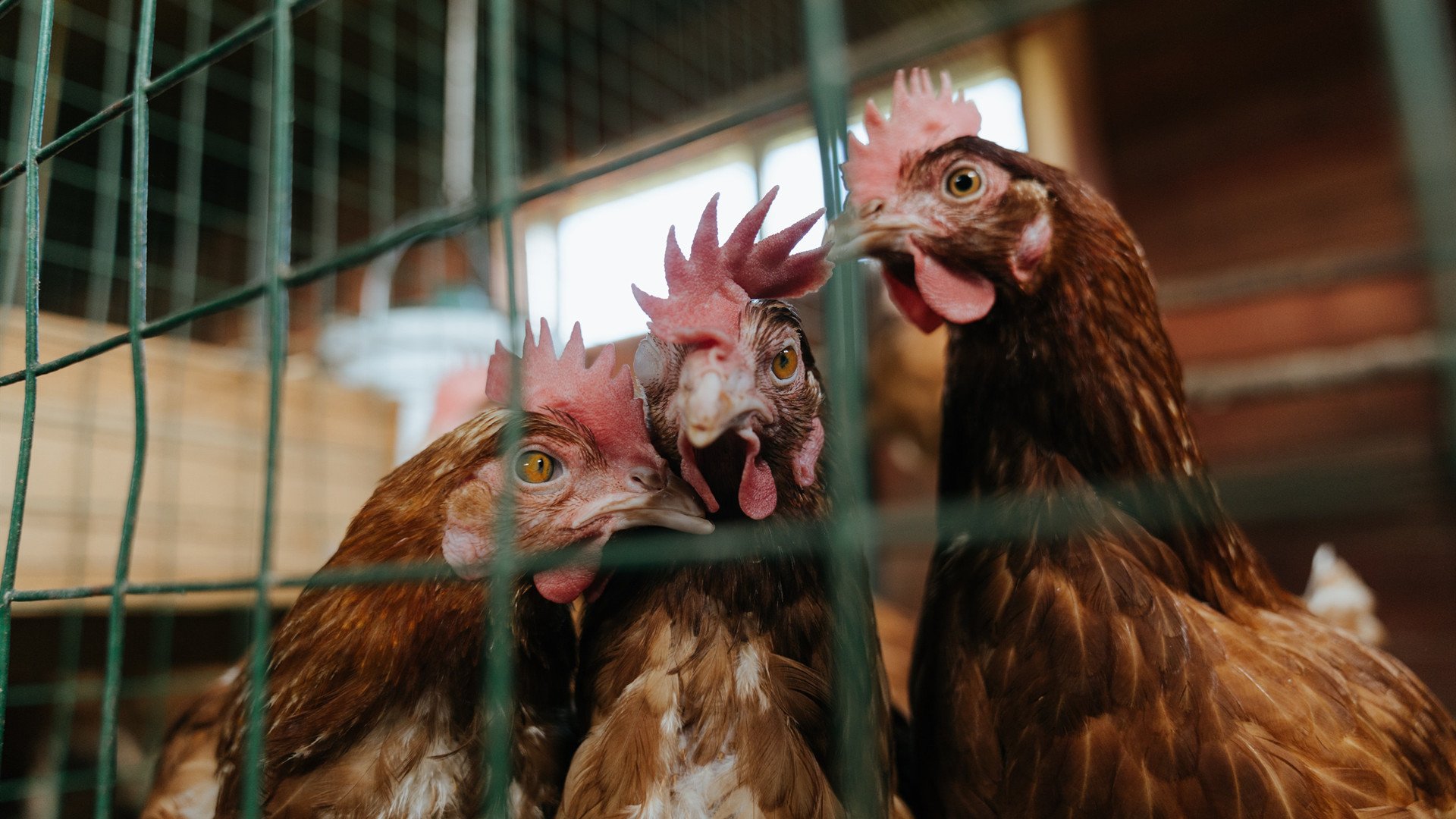 篮球运动员体能与技能协同提升训练体系,篮球运动员体能与技能协同提升训练体系有哪些