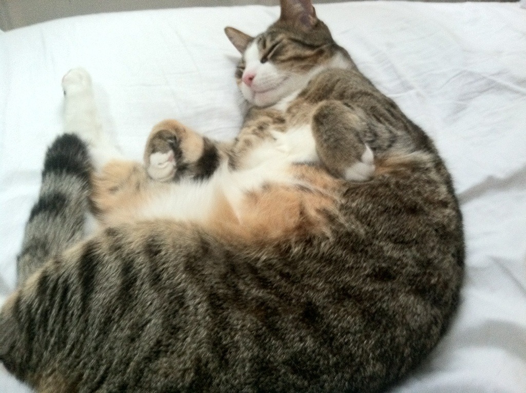 青少年体育活动参与动机分析与提升策略研究,青少年参与体育运动情况