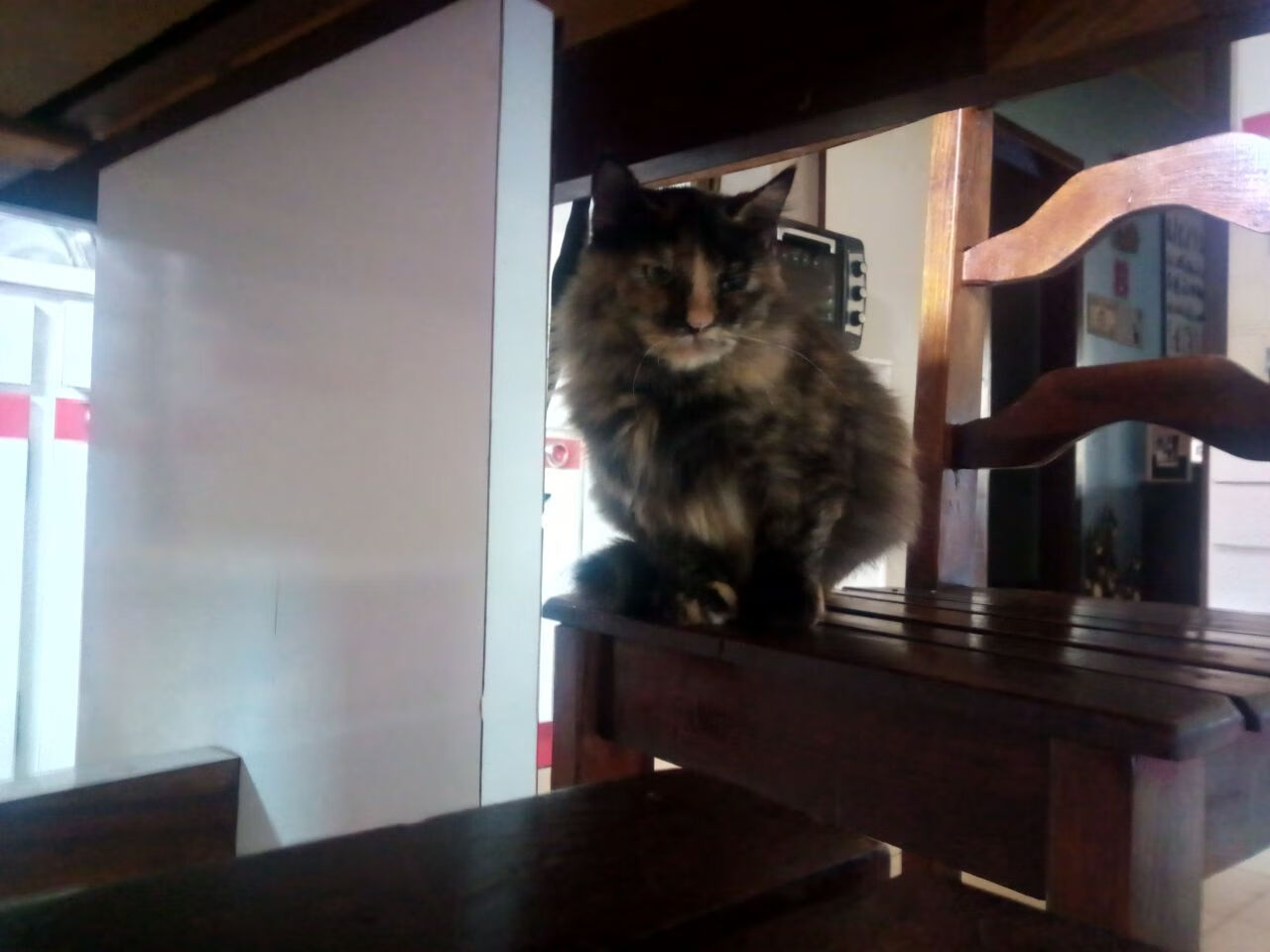 加拿大队赛制分析：如何通过合理战术调整提升整体表现，加拿大队阵容